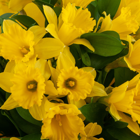 Букет Озеро Нарцисса Букет Озеро Нарцисса