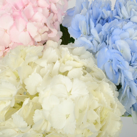Букет 3 гортензии Цветочные облака Букет 3 гортензии Цветочные облака