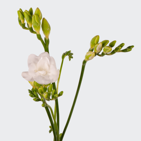 Фрезия белая (3 шт.) Фрезия белая (3 шт.)