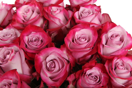 Букет 31 роза Дип Перпл Букет 31 роза Дип Перпл