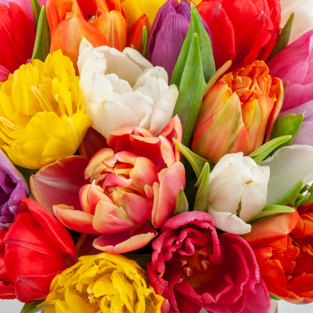 Букет в коробке Цветная акварель (25 тюльпанов) Букет в коробке Цветная акварель (25 тюльпанов)