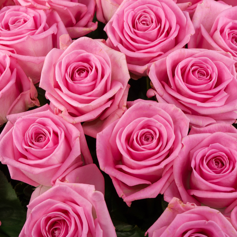 Букет 51 роза Аква Букет 51 роза Аква