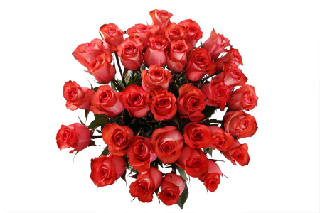 Букет 35 роз Игуана, коралловые Букет 35 роз Игуана, коралловые