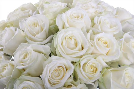 Букет 31 роза Аваланш 60/70 см Букет 31 роза Аваланш 60/70 см