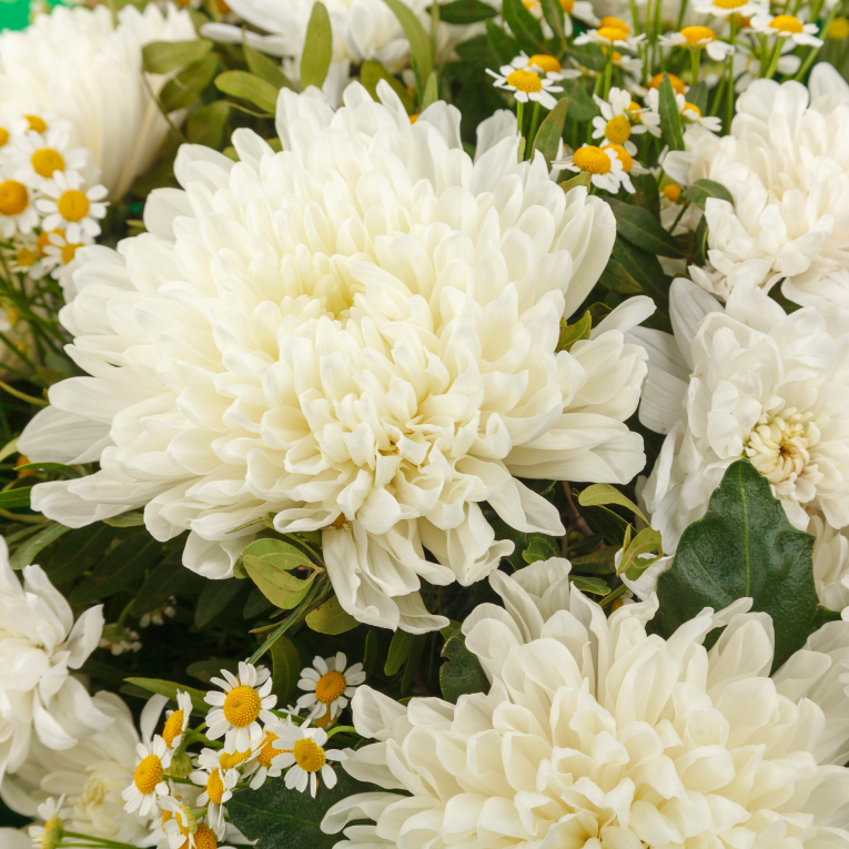 Букет Белый бархат (макси) Букет Белый бархат (макси)