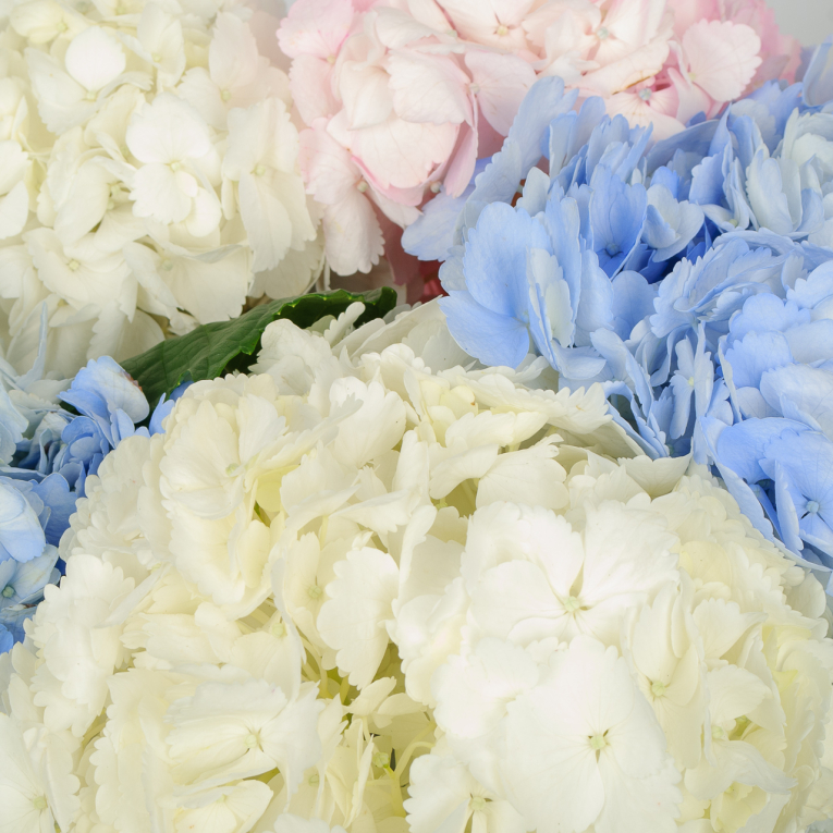 Букет 5 гортензий Цветочные облака Букет 5 гортензий Цветочные облака
