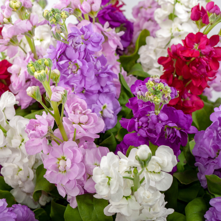 Букет из маттиолы Радостный всплеск Букет из маттиолы Радостный всплеск