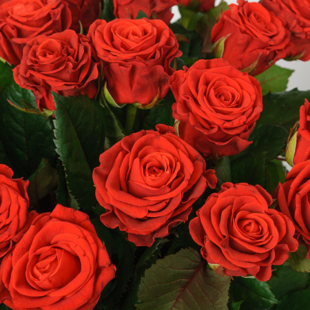 Букет из 35 роз Эль Торо Букет из 35 роз Эль Торо