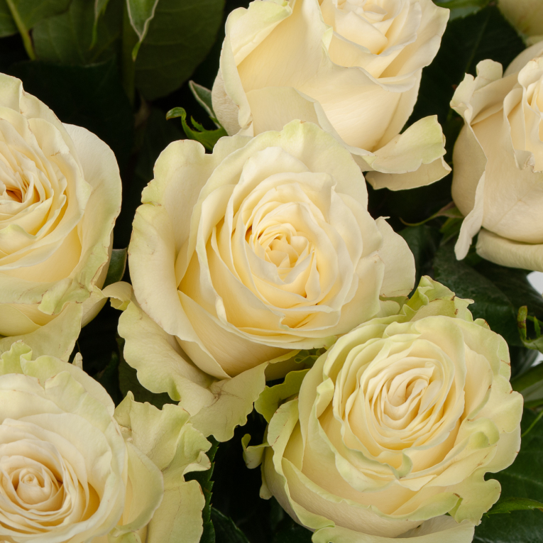 Букет 25 роз Мондиаль Букет 25 роз Мондиаль