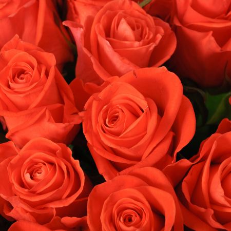 Букет 35 роз Вау Букет 35 роз Вау