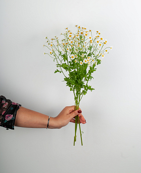 Ромашка (3 шт.) Ромашка (3 шт.)