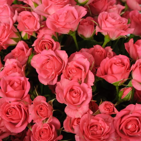 Букет 35 кустовых роз Лидия (50 см) Букет 35 кустовых роз Лидия (50 см)