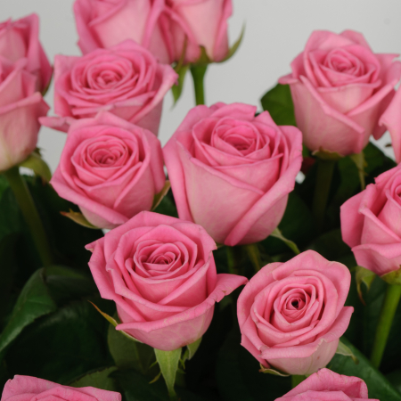 Букет 19 роз Розовая звезда Букет 19 роз Розовая звезда