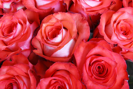 Букет 51 роза Игуана, коралловая Букет 51 роза Игуана, коралловая