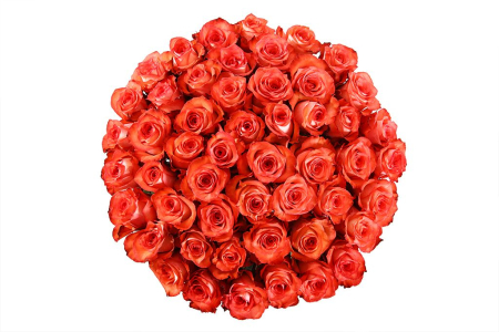 Букет 51 роза Игуана, коралловая Букет 51 роза Игуана, коралловая