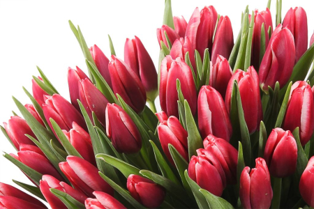 Букет 51 королевский тюльпан в розовой коробке, алые Букет 51 королевский тюльпан в розовой коробке, алые