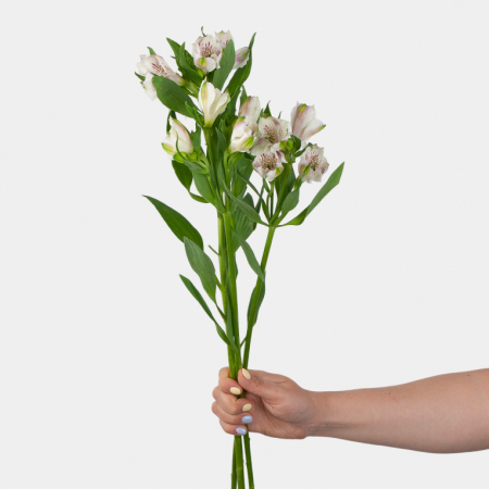 Альстромерия белая (3 шт.)