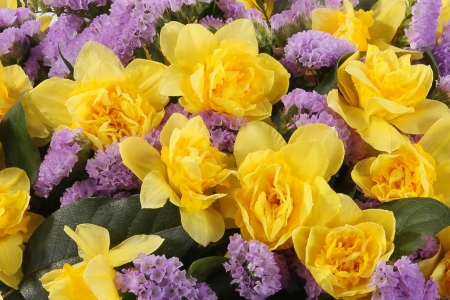 Букет с нарциссами Озеро Нарцисса Букет с нарциссами Озеро Нарцисса