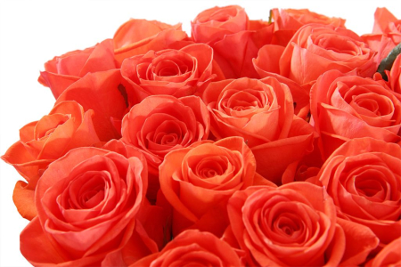 Букет 31 роза Вау Букет 31 роза Вау