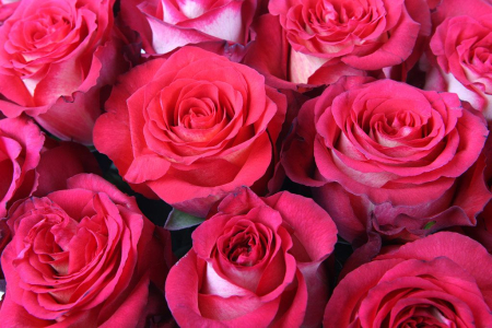 Букет 35 роз Игуазу Букет 35 роз Игуазу