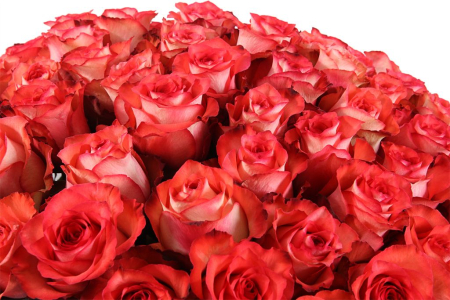 Букет 101 роза Игуана, коралловая Букет 101 роза Игуана, коралловая